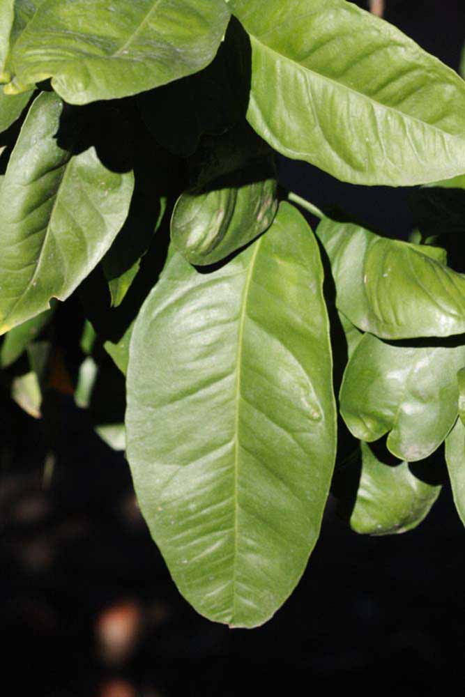            Sun leaves (Riverside, CA)   